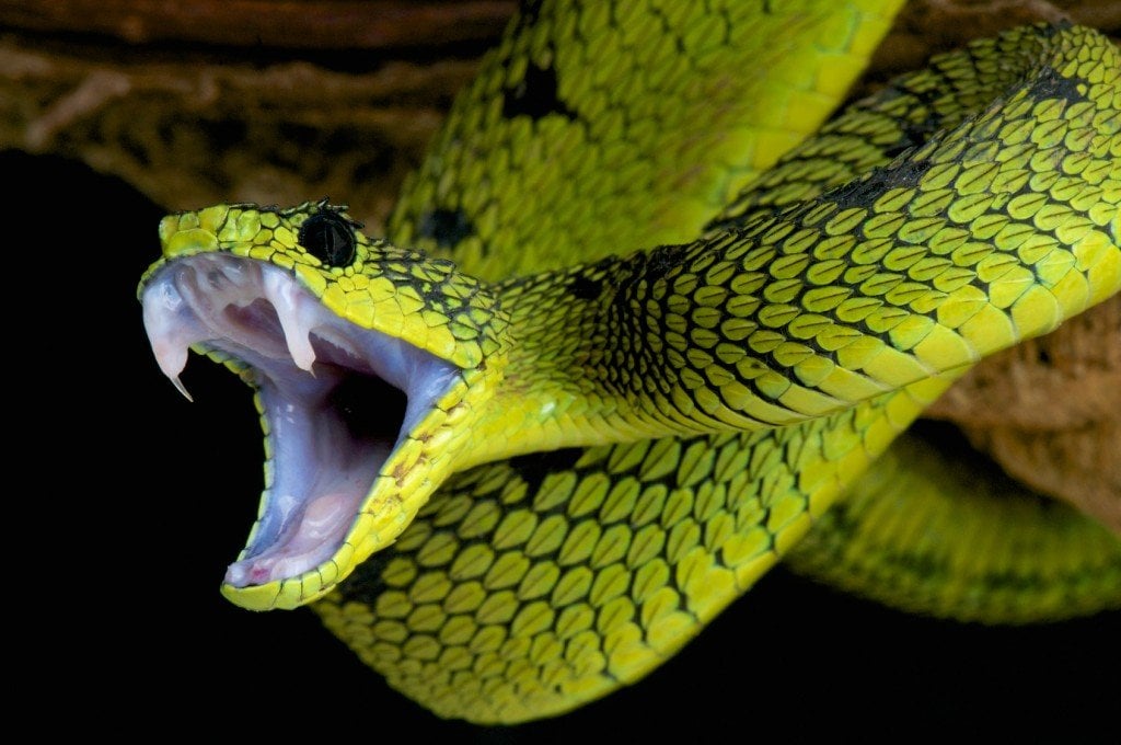 Snake venom