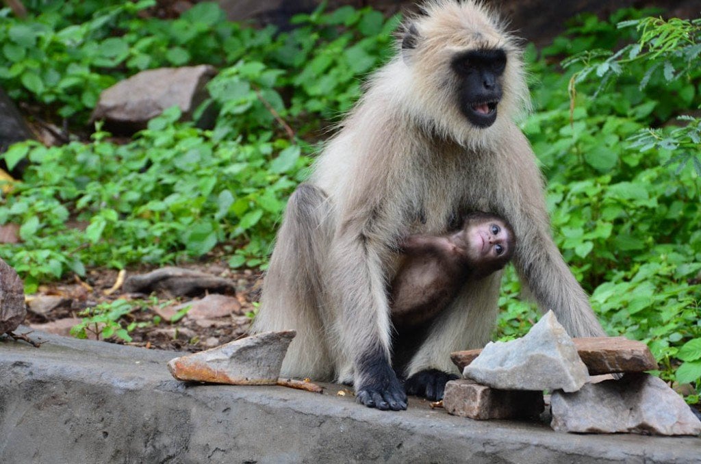 Macaco agarrar mãe agarrar reflexo