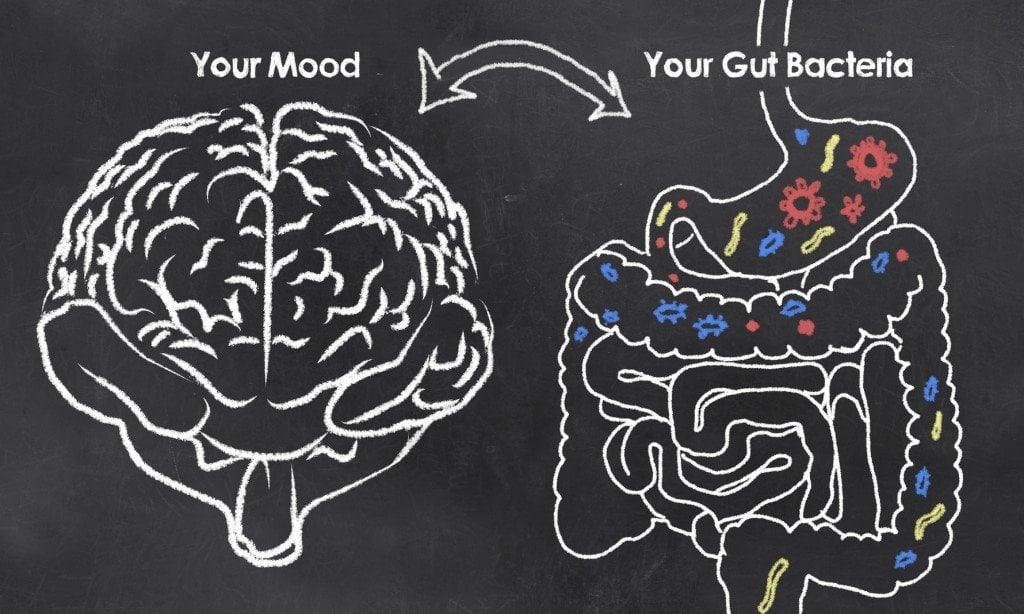A conexão Gut-Brain (Crédito da foto: TL Furrer / Fotolia)