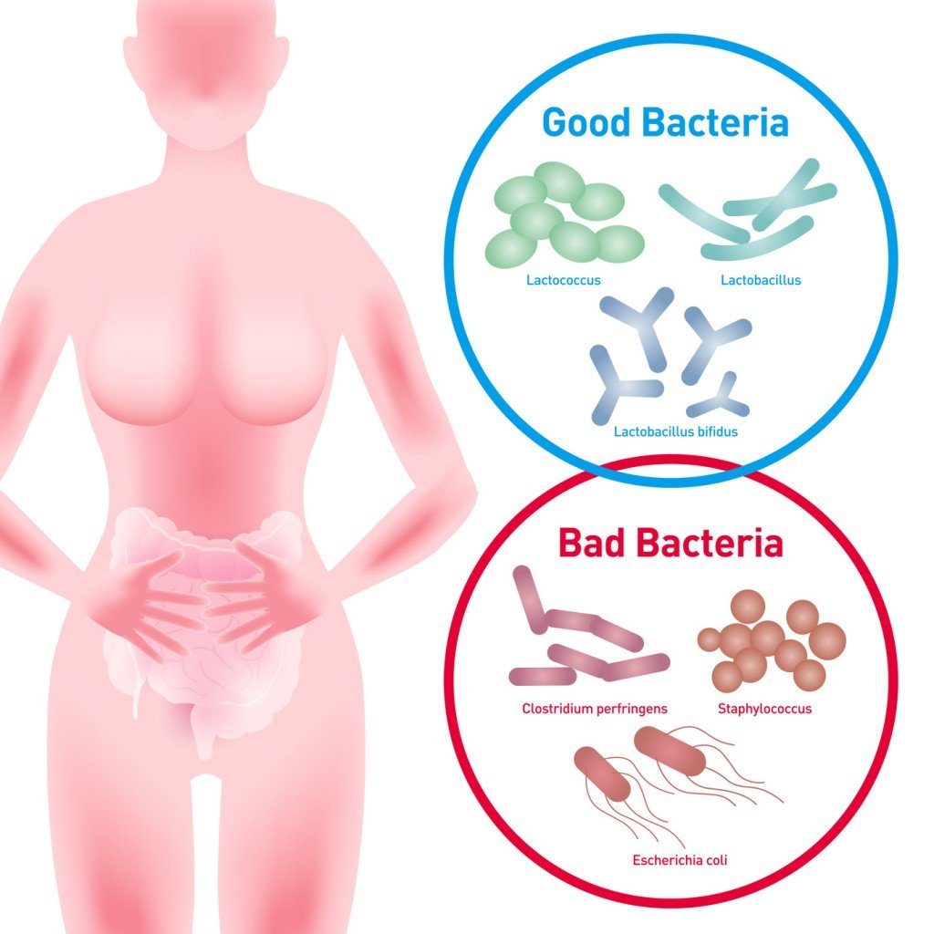 Good vs. Bad Bacteria (Crédito da foto: chombosan / Fotolia)