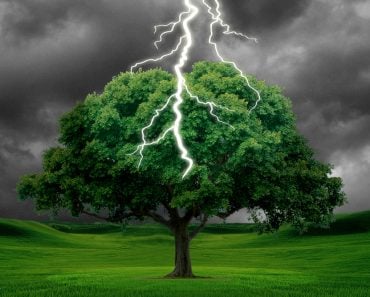 What Happens When a Tree Is Struck By Lightning?