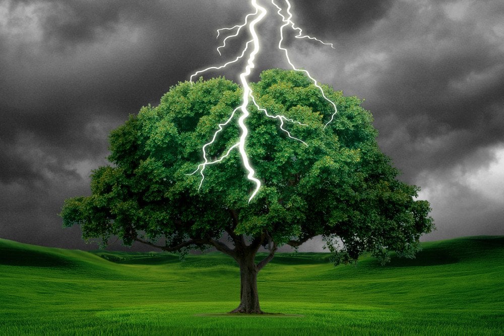 The wise tree soul that got stricken by lightening