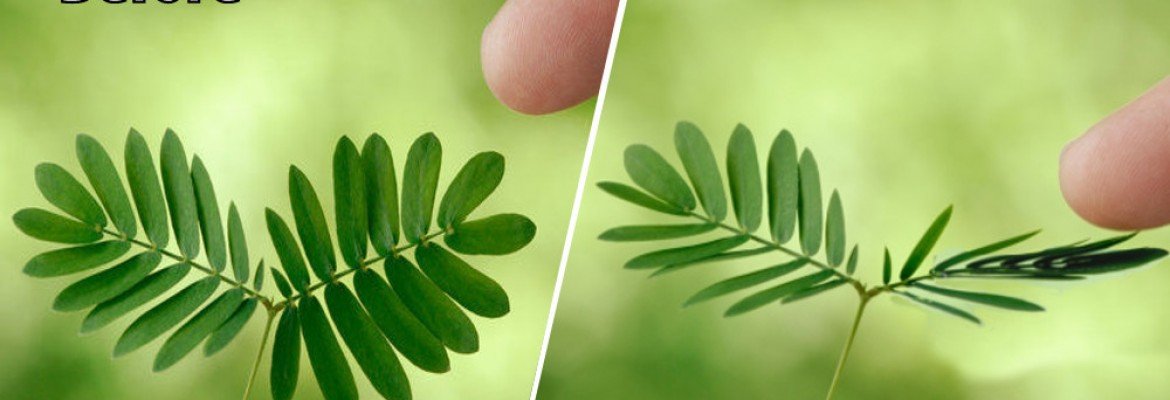 Mimosa pudica