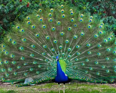 Peacock fanned tail