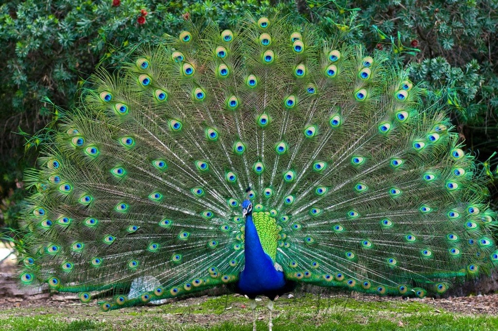 Why Do Peacocks Dance in the Rain » Science ABC