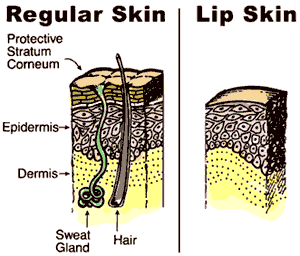Lip Construction Skin Comparison