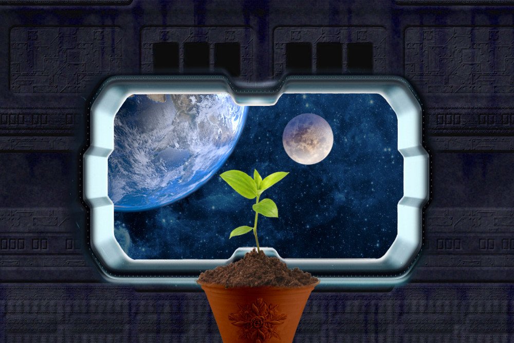 Como os astronautas cultivam plantas no espaço?