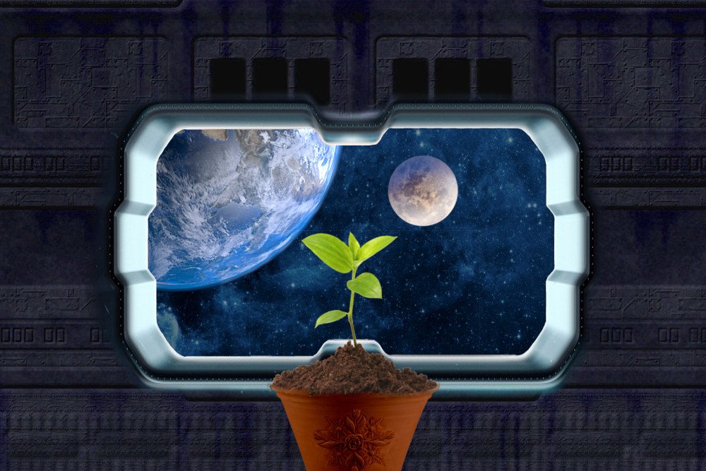 Como os astronautas cultivam plantas no espaço? Como os astronautas cultivam plantas no espaço?