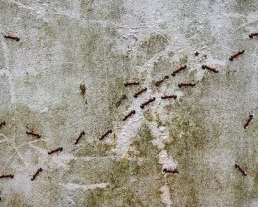 Why Do Ants Touch Each Other While Walking in Opposite Directions?