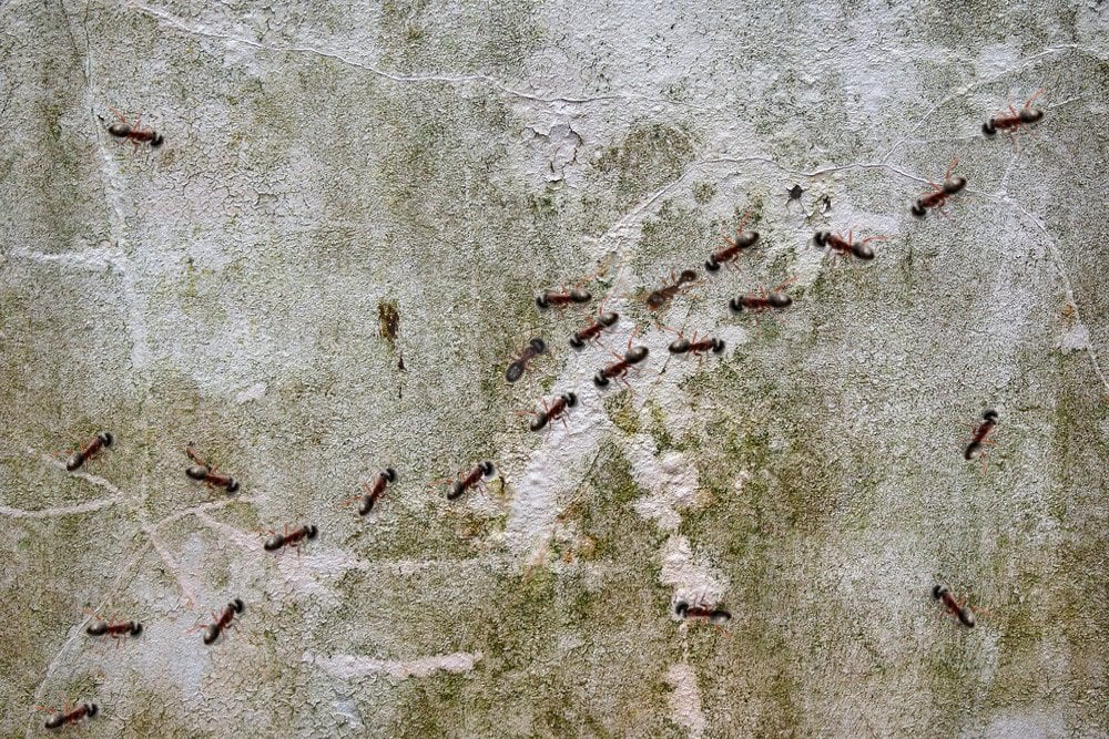 Por que as formigas se tocam enquanto andam em direções opostas?