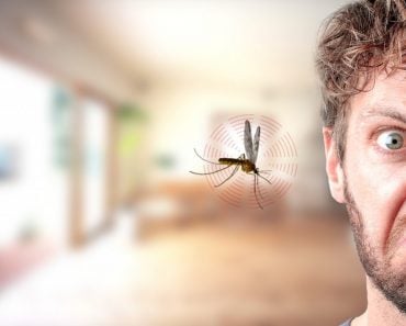 Mosquito buzzing in ear