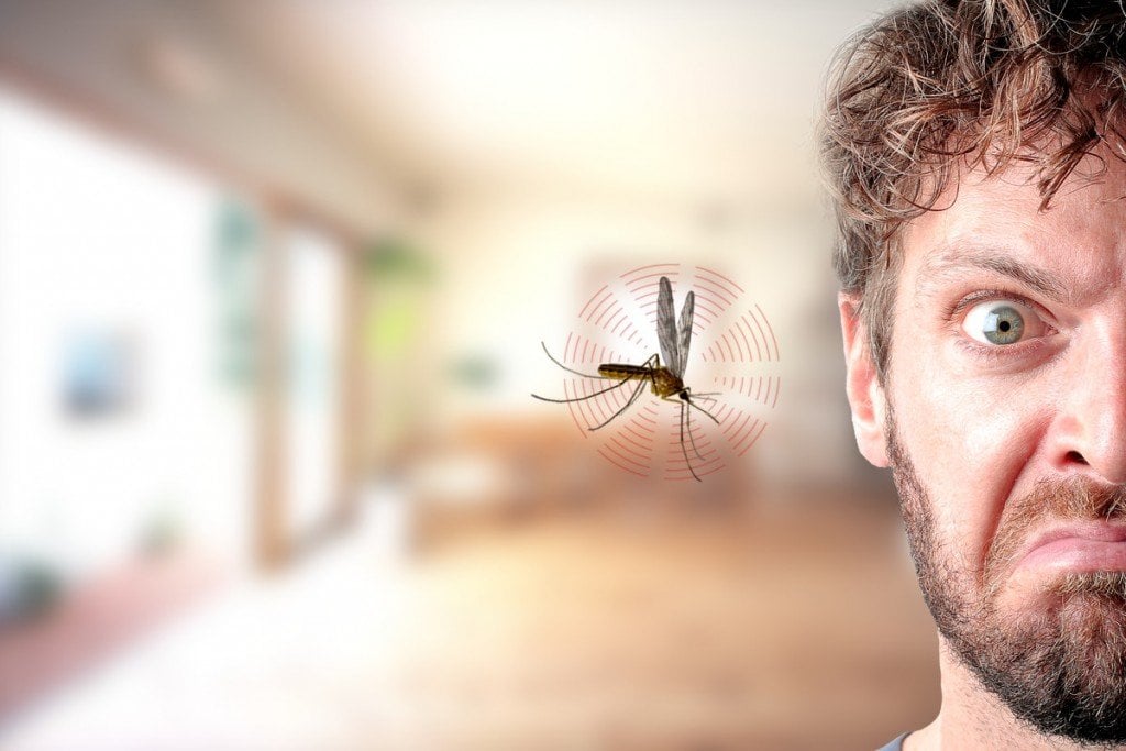 Por que os mosquitos zumbem em sua orelha?