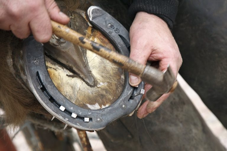 Why Do Horses Wear Shoes? » ScienceABC