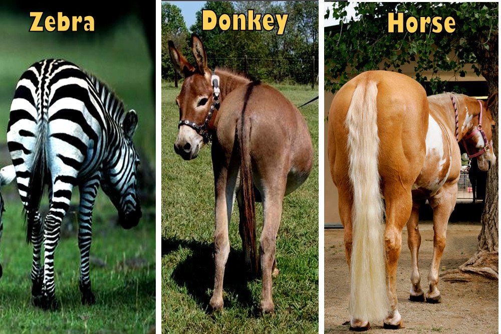 Por que as caudas de cavalo são tão diferentes das zebras e burros? Por que as caudas de cavalo são tão diferentes das zebras e burros?