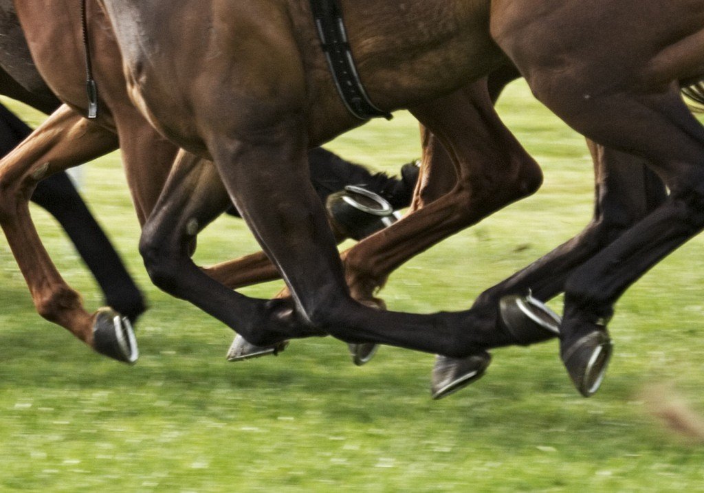 Por que os cavalos usam ferraduras? Por que os cavalos usam ferraduras?