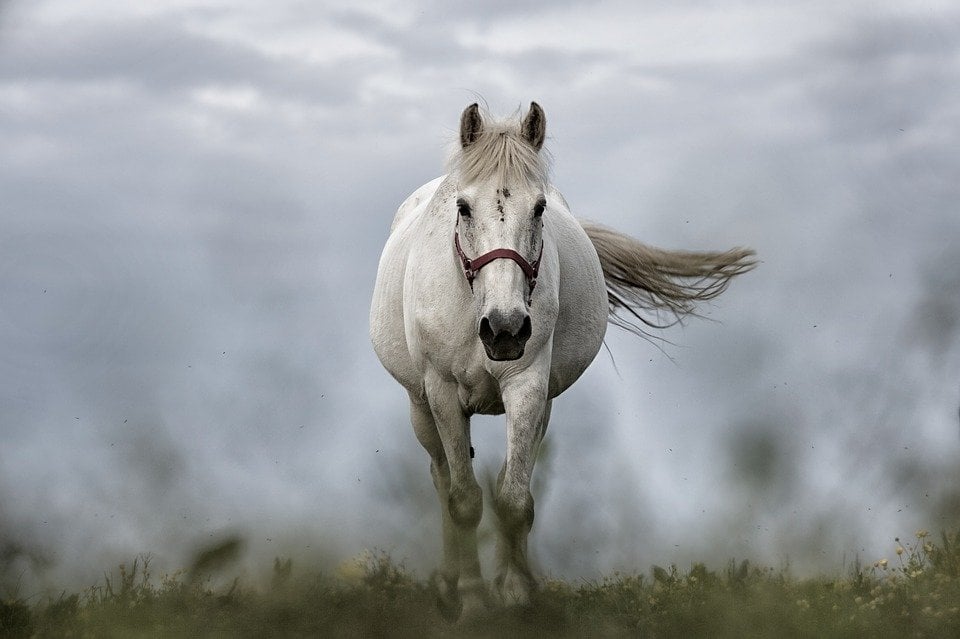 Por que os cavalos usam ferraduras? Por que os cavalos usam ferraduras?