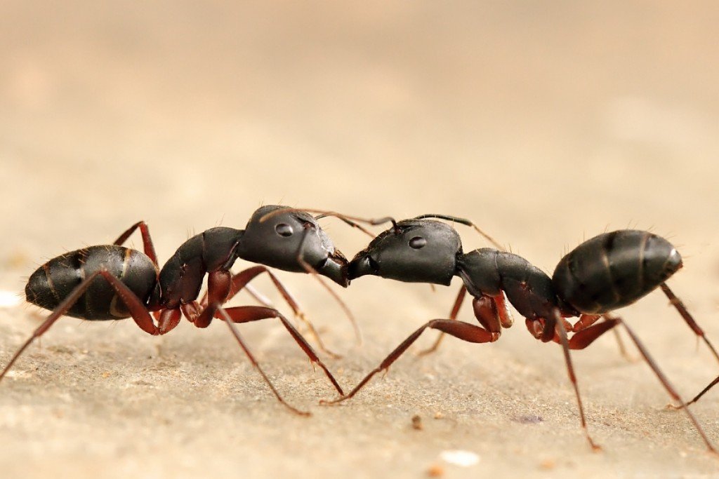 Formigas trophyllaxis