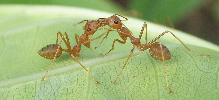 Trophyllaxis em formigas