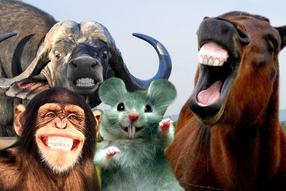 Quais animais precisam escovar seus dentes como seres humanos? Quais animais precisam escovar seus dentes como seres humanos?
