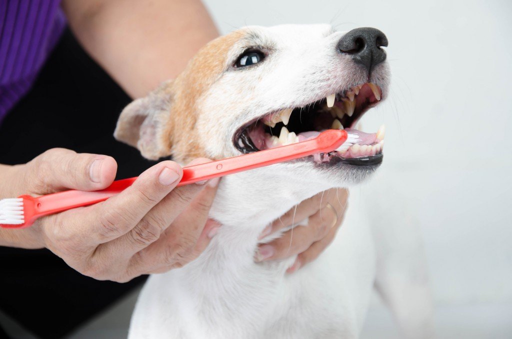 Cão, dentes, sendo, limpado, usando, toothbrush 