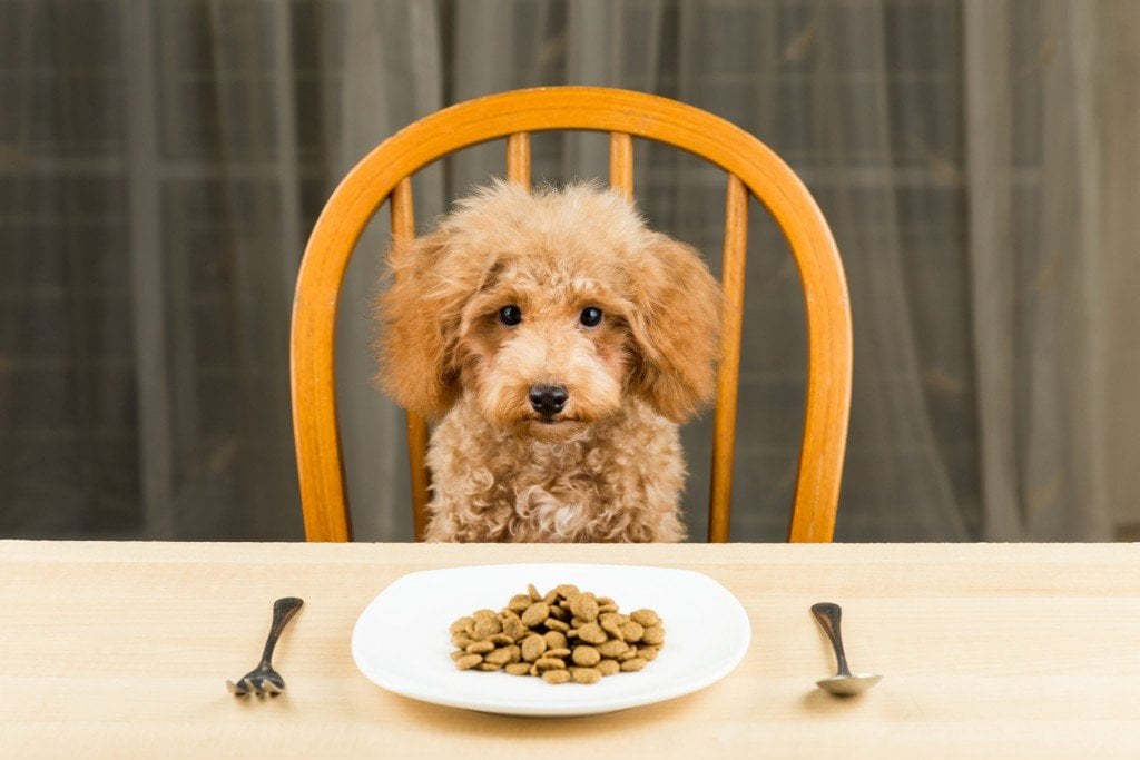 Is Pet Food Fit For Human Consumption? » Science ABC
