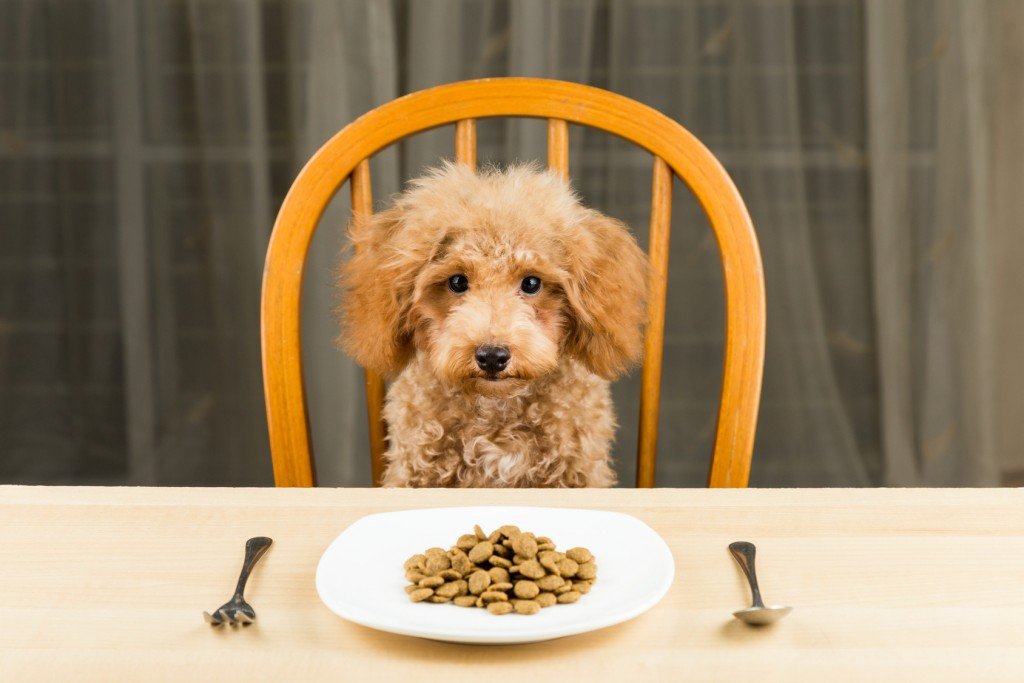 Poodle puppy with a plate of kibbles