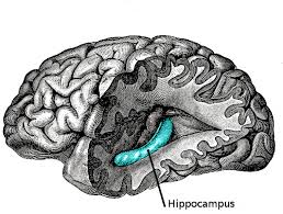 how the human brain stores and retrieves memories