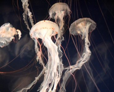 jellyfish