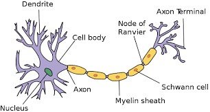 stored memories retrieved memory neurons nervous system