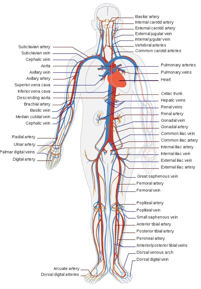 Circulatory System Definition Diagram And Functioning