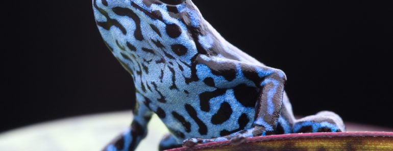 Blue strawberry poison frog