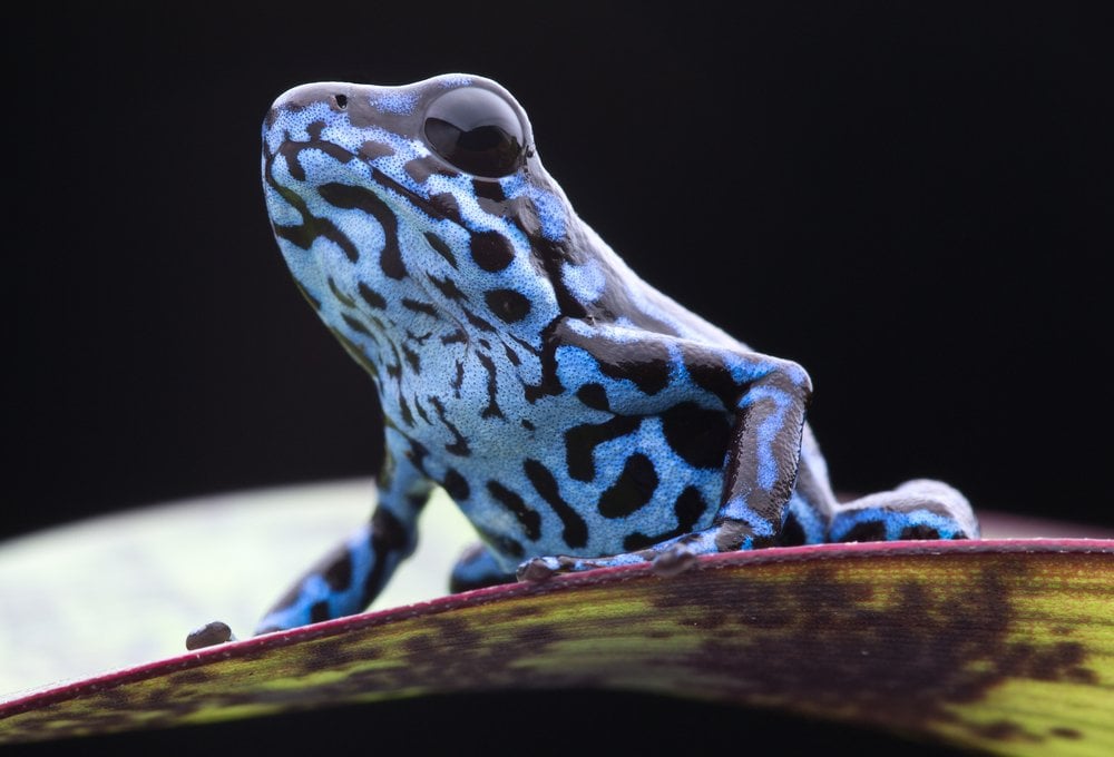 Why Does The Color Of Certain Animals Keep Them Safe? » Science ABC Why Does The Color Of Certain Animals Keep Them Safe? » Science ABC