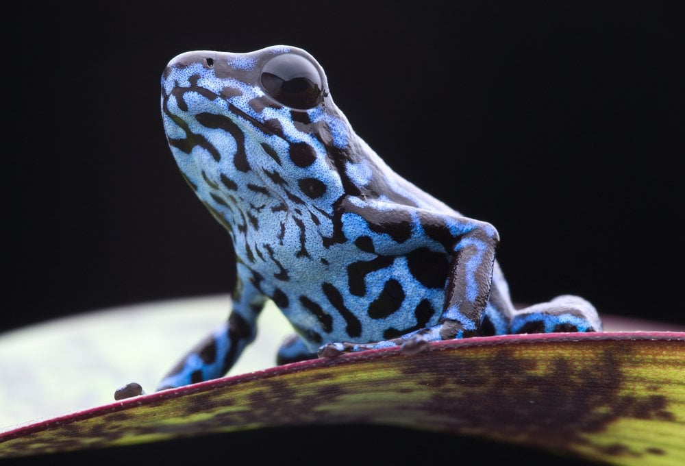 Blue strawberry poison frog