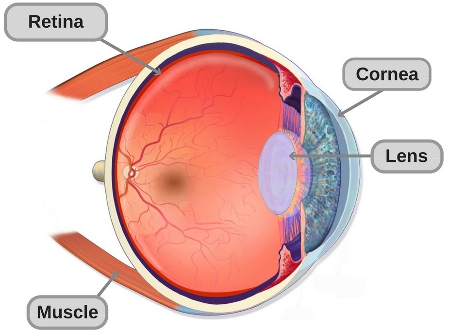 Anatomia da estrutura do olho humano