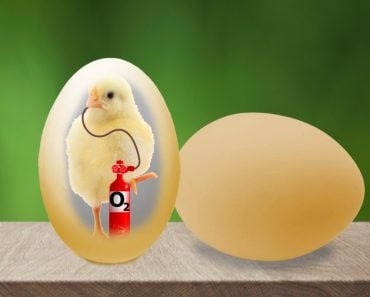 How Do Baby Birds Get Oxygen Inside Their Eggs?