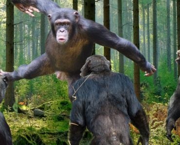 chimpanzee vs human fight