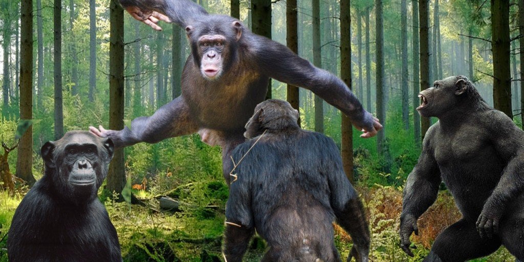 chimpanzee fight