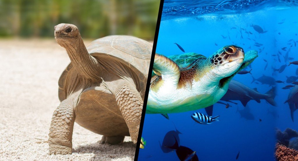 How Do Tortoises And Turtles Live For So Long?