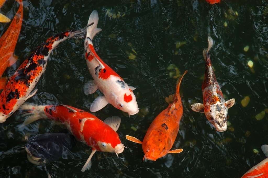 What fish do you put in a fish pond and why?