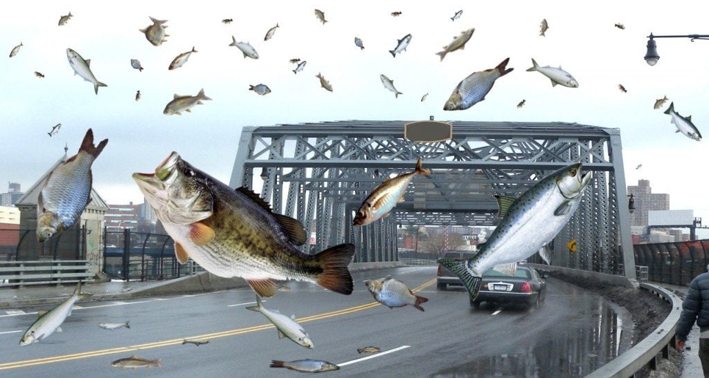 Raining Fish and Frogs: Can It Really Rain Animals? Raining Fish and Frogs: Can It Really Rain Animals?
