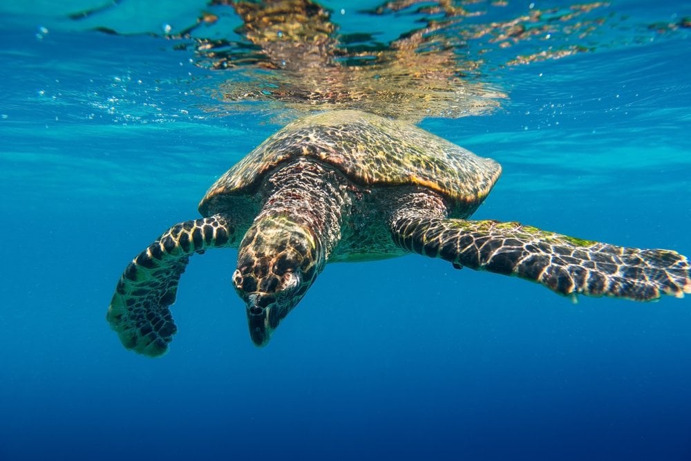How Do Turtles Eat Underwater Without Swallowing Too ...