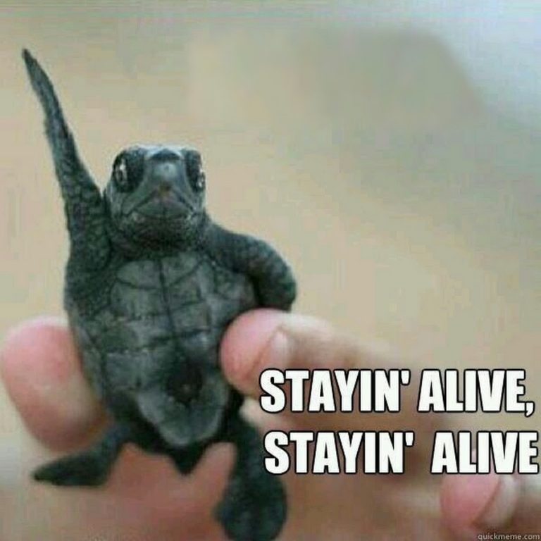 How Do Tortoises And Turtles Live For So Long? » ScienceABC