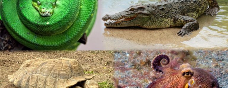 Are There Limits To How Big An Animal Can Get?