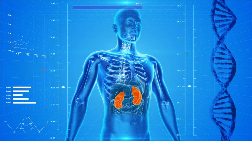 Can You Live Without A Kidney? » Science ABC