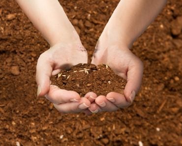 Soil in hands - Soil background