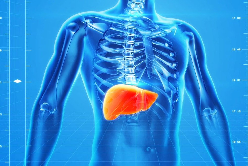 Liver in human body