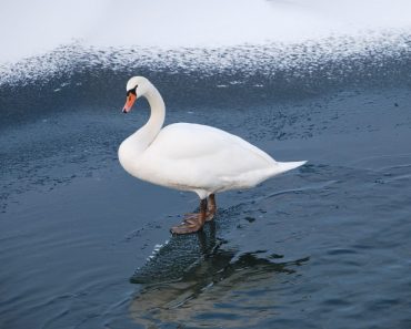 Swan duck bird in cold river