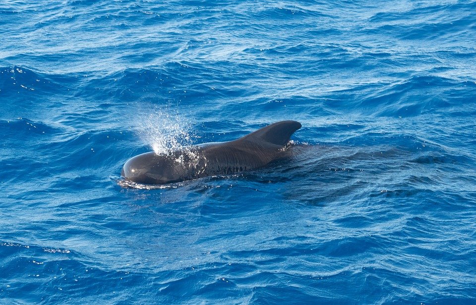 How long can dolphins hold their breath?