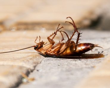 cockroach on its back