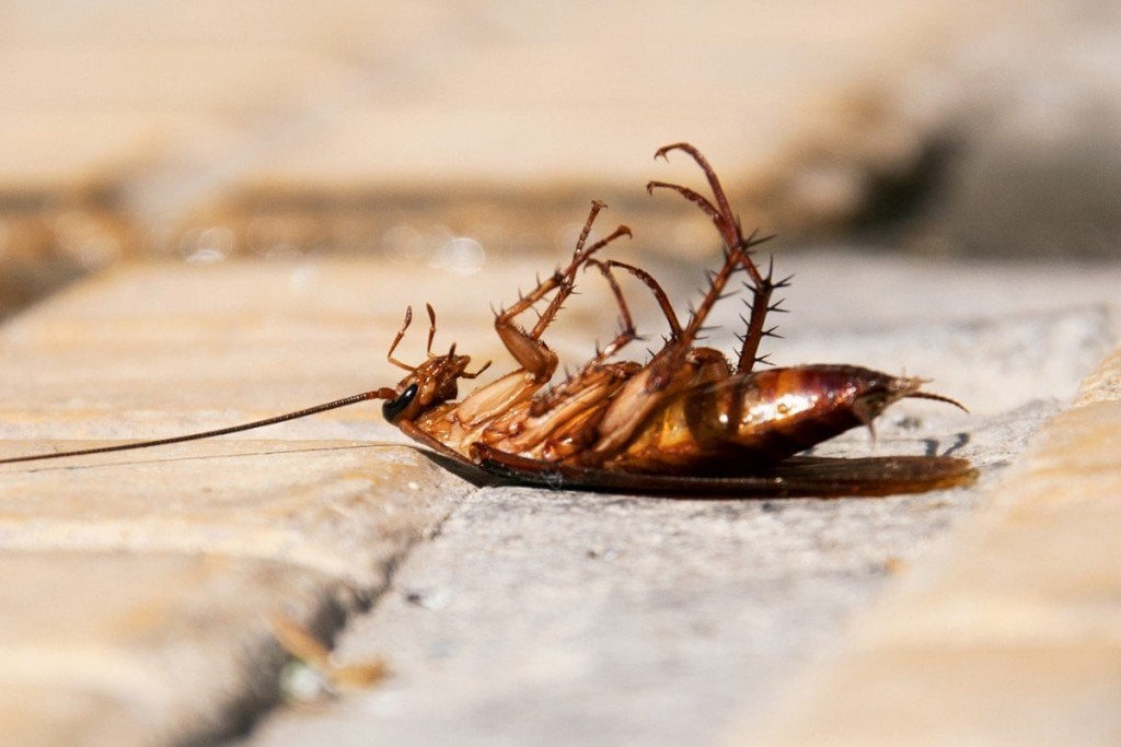 cockroach on its back